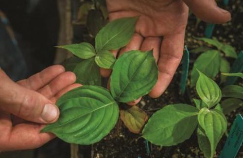 Plants grow in a greenhouse at The Morton Arboretum.