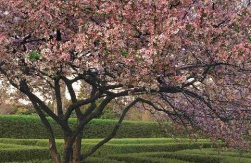 A crabapple tree in bloom at The Morton Arboretum